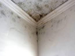 Best Water Damage & Mold Remediation in Port Arthur, TX