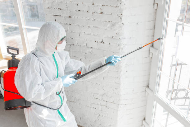 Best Emergency Mold Remediation in Port Arthur, TX